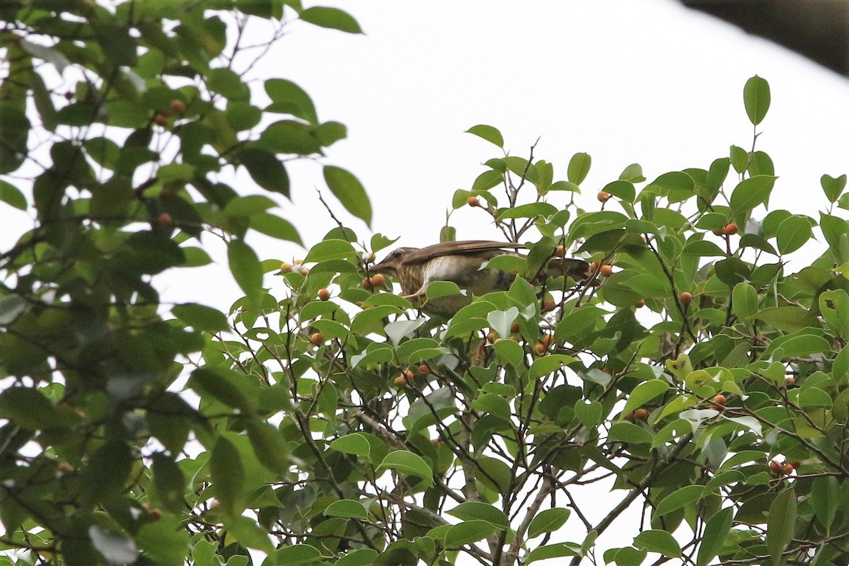 Siberian Thrush - ML185042771