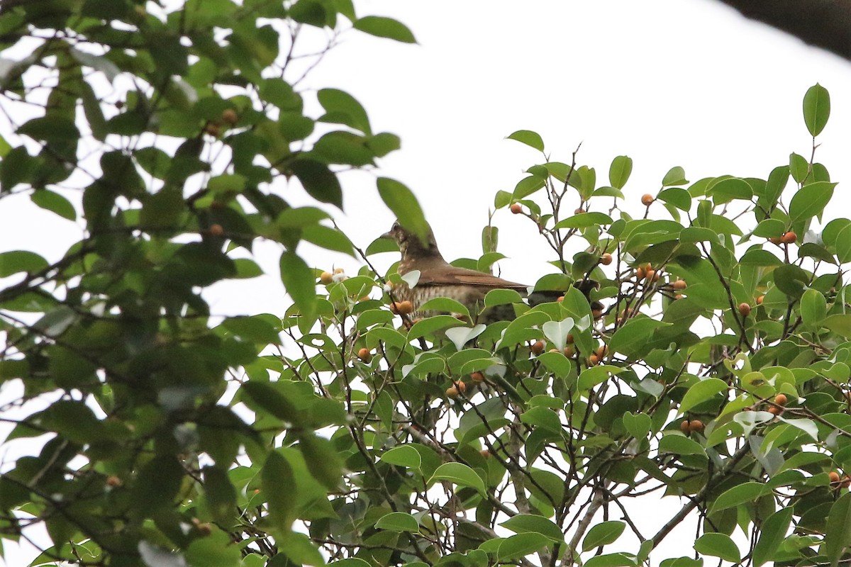 Siberian Thrush - ML185042781