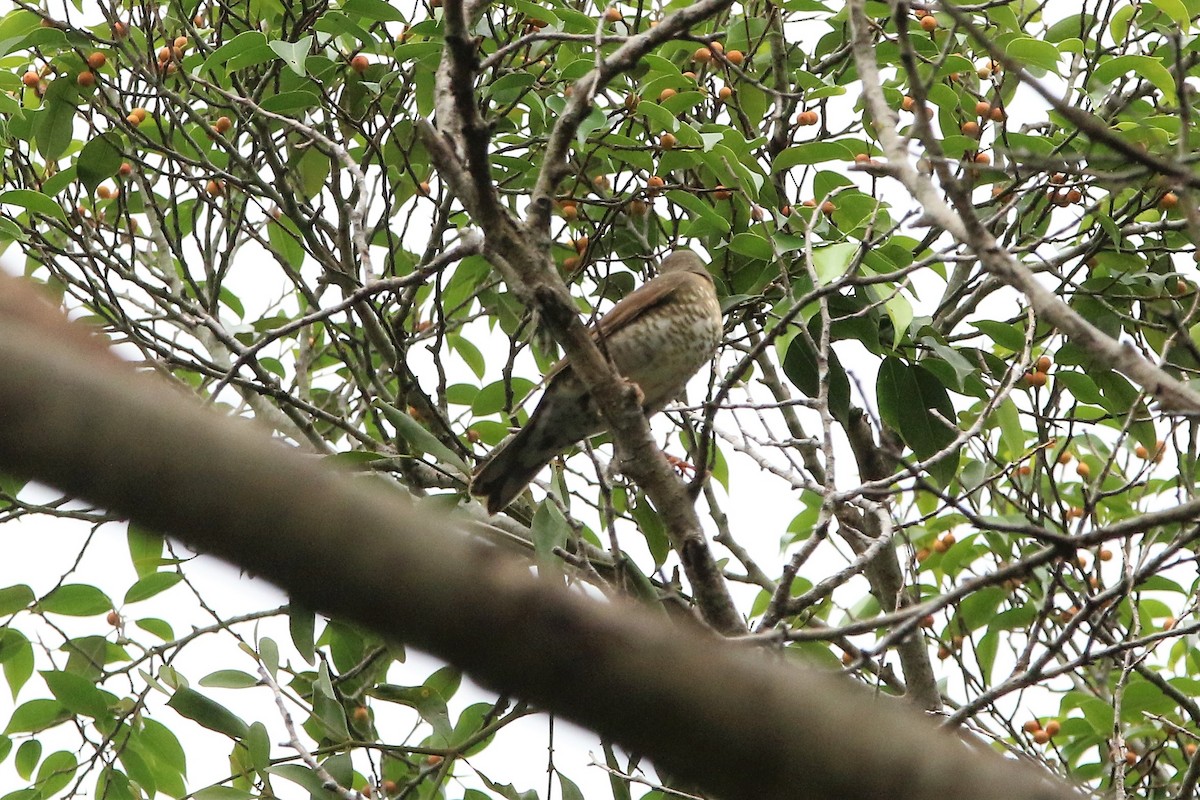 Siberian Thrush - ML185042791