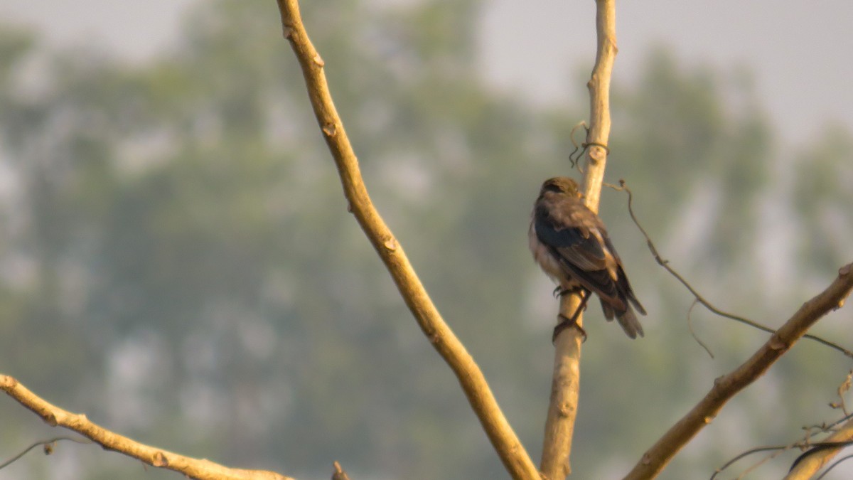 Rosy Starling - ML185043261