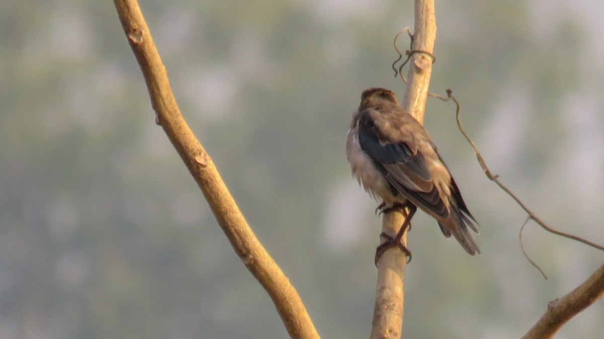 Rosy Starling - ML185043271