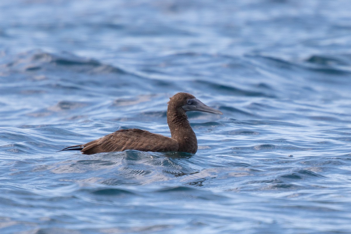 Brown Booby - Hernan Riverol