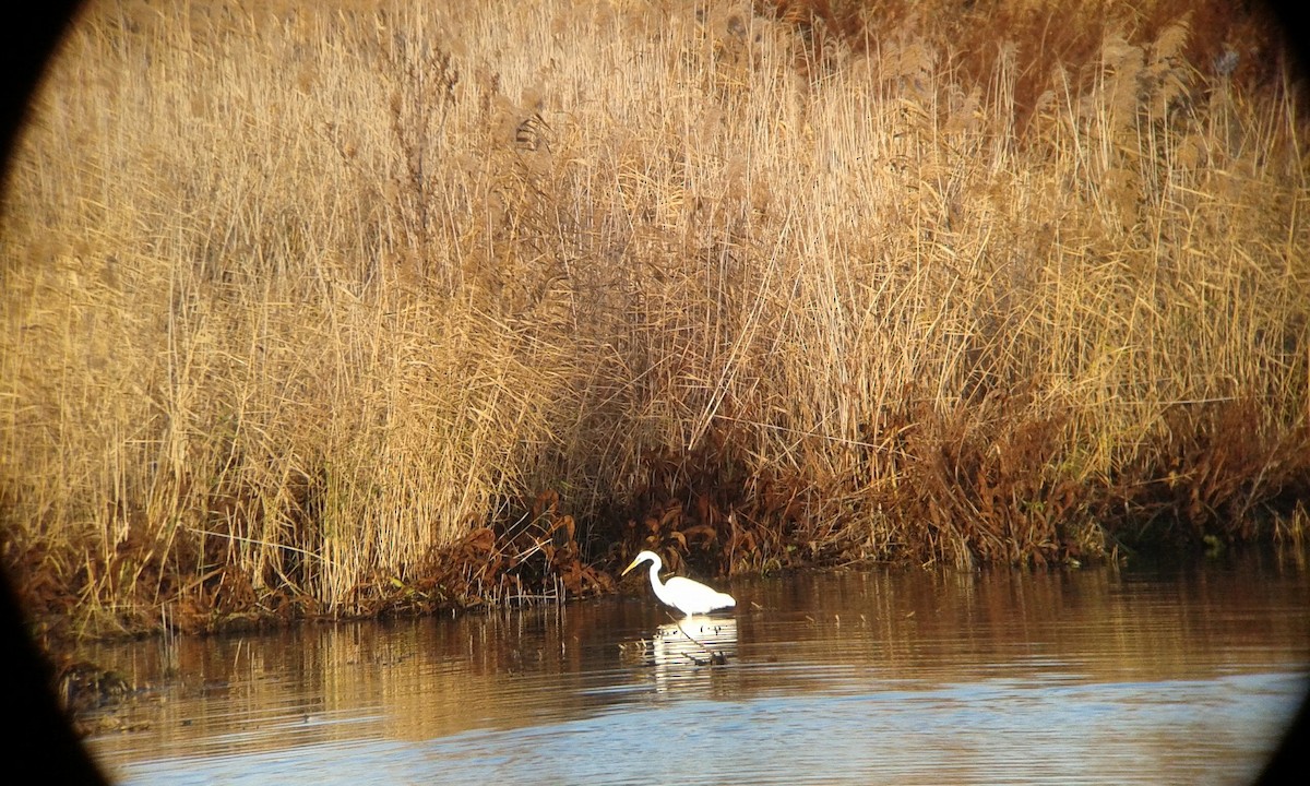 Great Egret (alba) - ML185047431