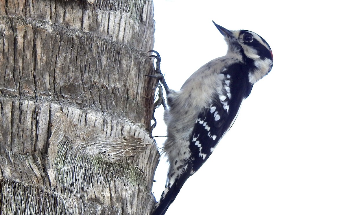 Downy Woodpecker - ML185048461