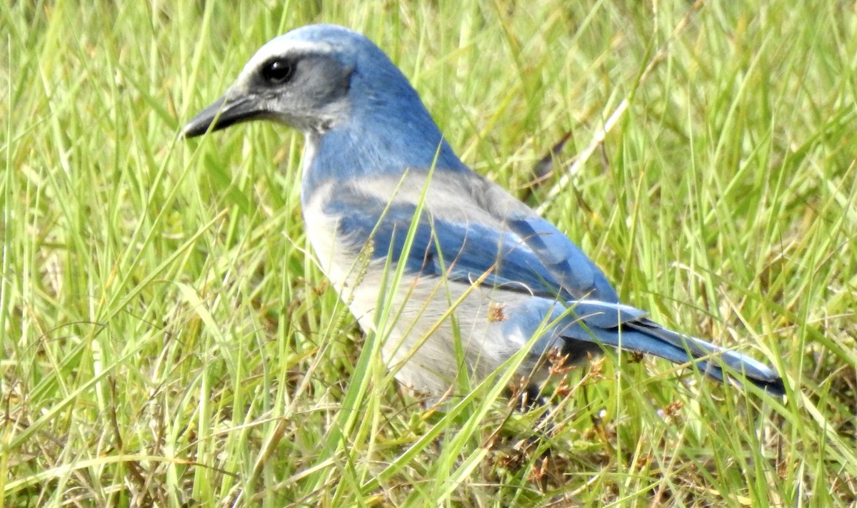 Florida Scrub-Jay - ML185048511