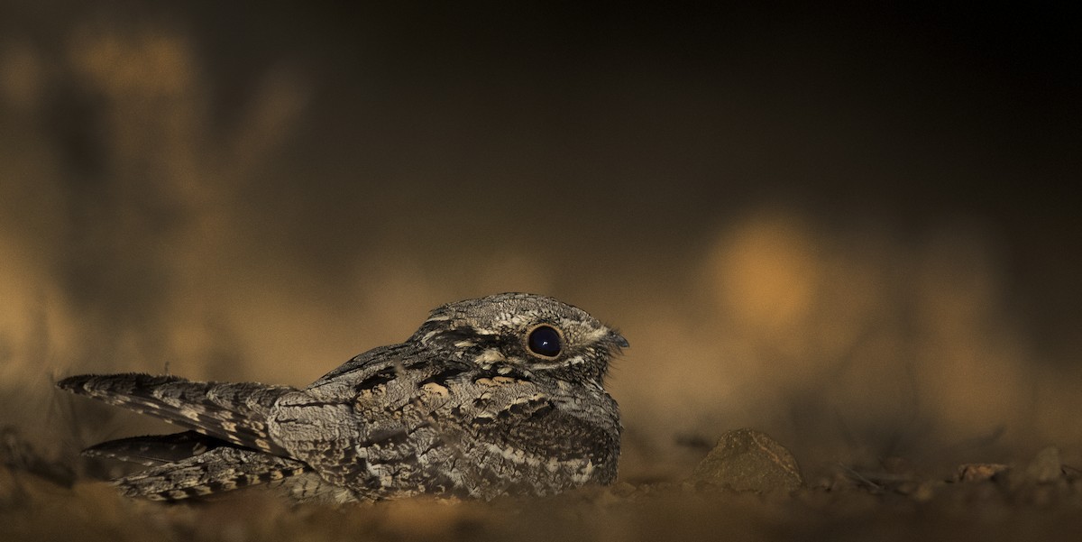 Eurasian Nightjar - ML185049041