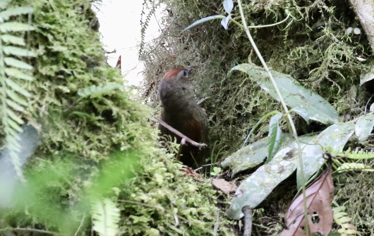 Ash-browed Spinetail - ML185051221