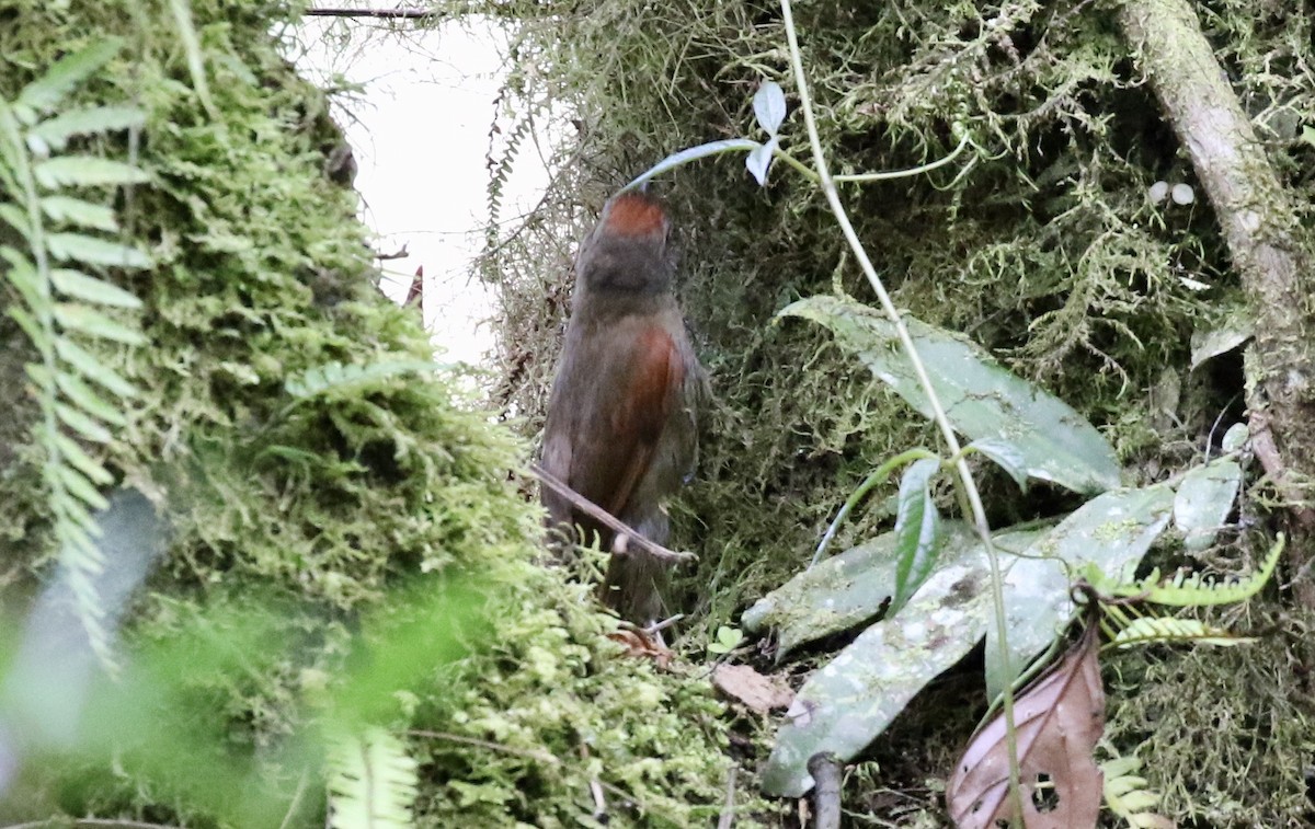 Ash-browed Spinetail - ML185051241