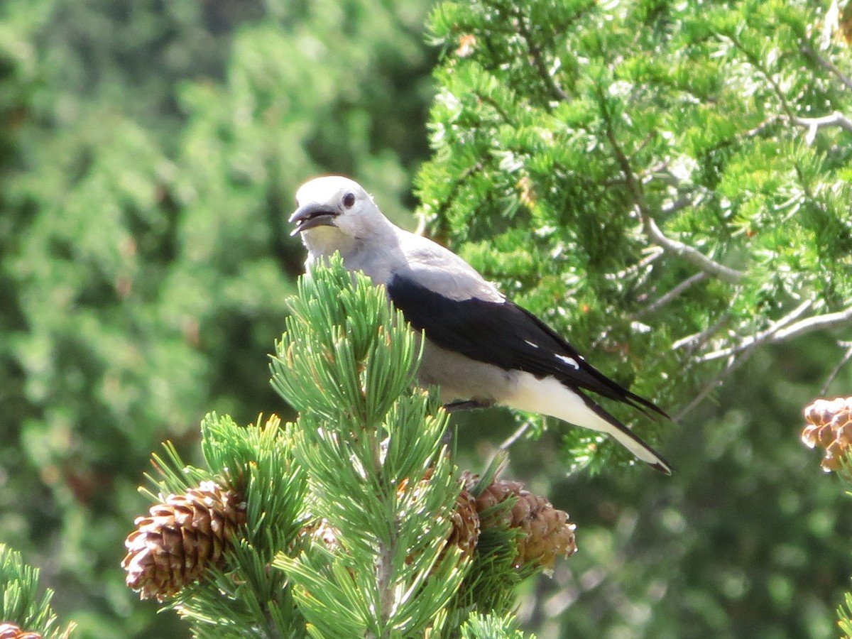 Clark's Nutcracker - Pat Sterbling