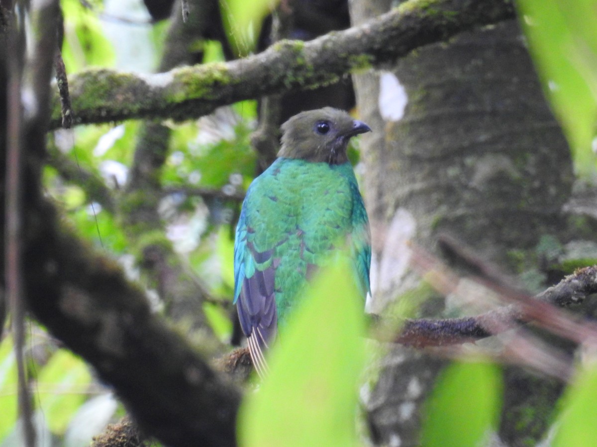 Resplendent Quetzal - ML185052911