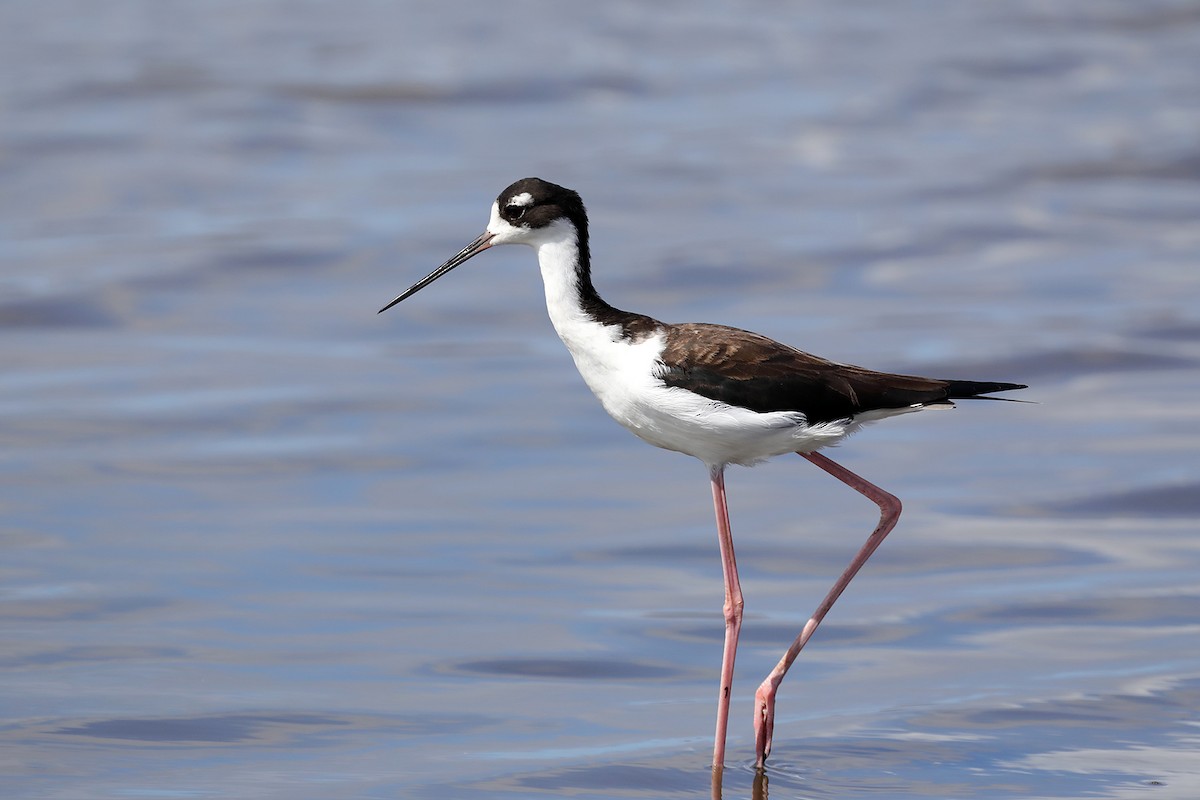 Black-necked Stilt - Doug Hommert