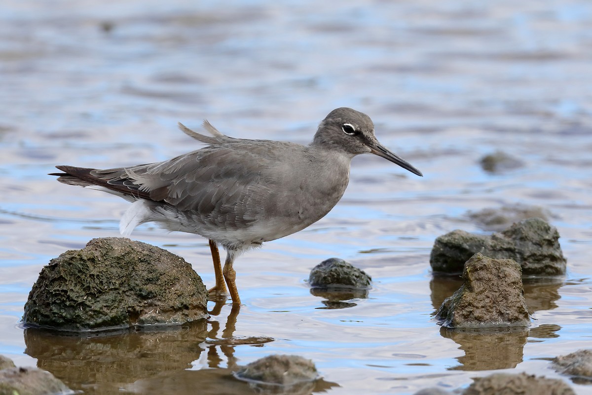 Wandering Tattler - Doug Hommert