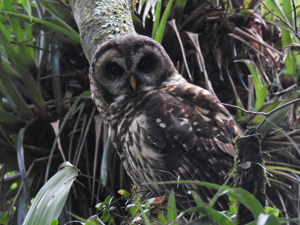 Fulvous Owl - ML185053081