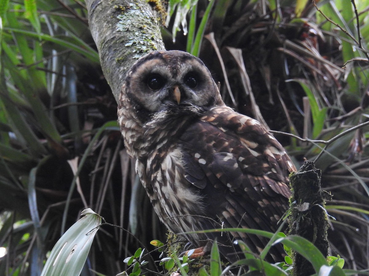 Fulvous Owl - ML185053101