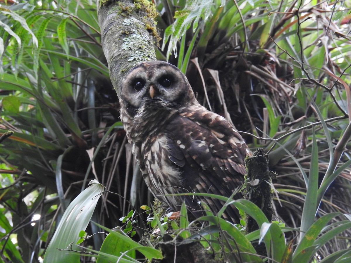 Fulvous Owl - Oscar Suazo Ortega