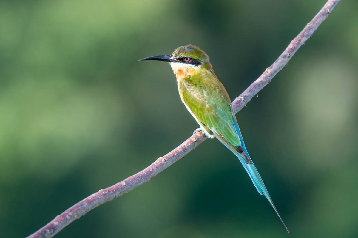 Blue-tailed Bee-eater - ML185054051