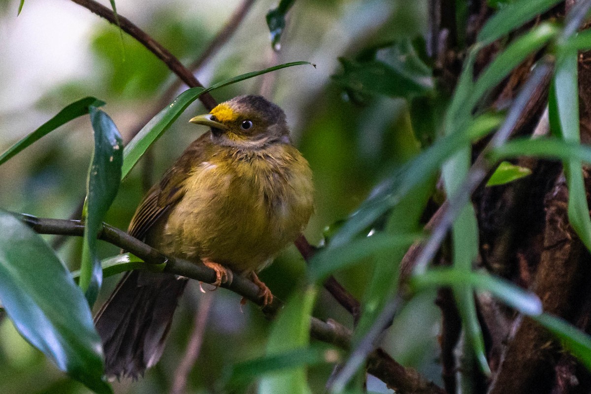 Gray-headed Bulbul - ML185054071