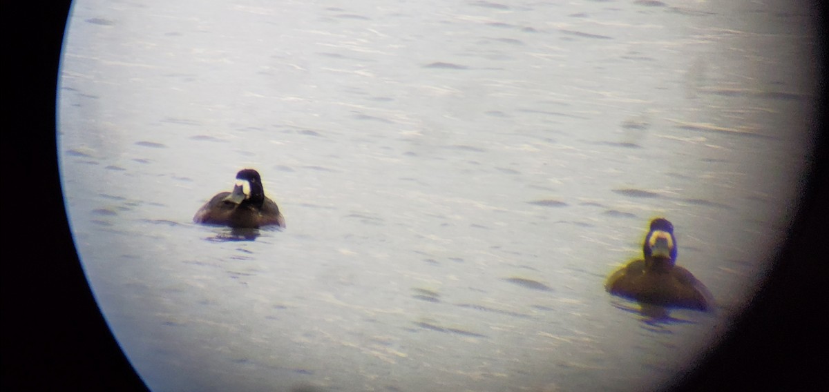 Greater Scaup - ML185054351