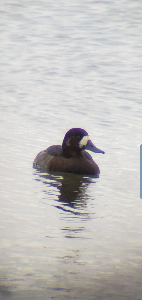 Greater Scaup - ML185054661