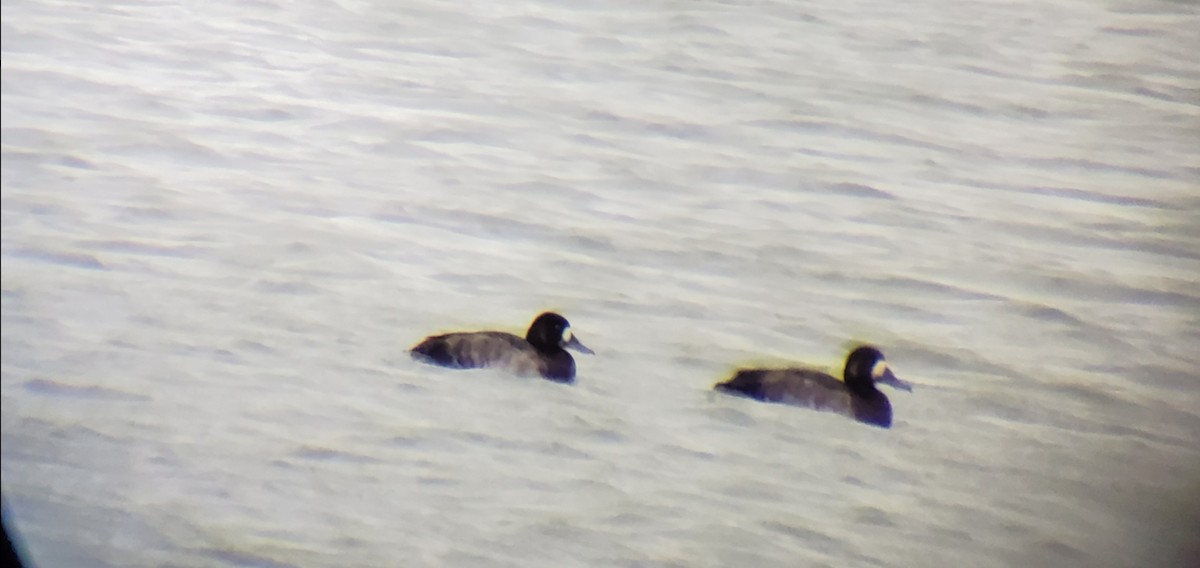 Greater Scaup - ML185054721