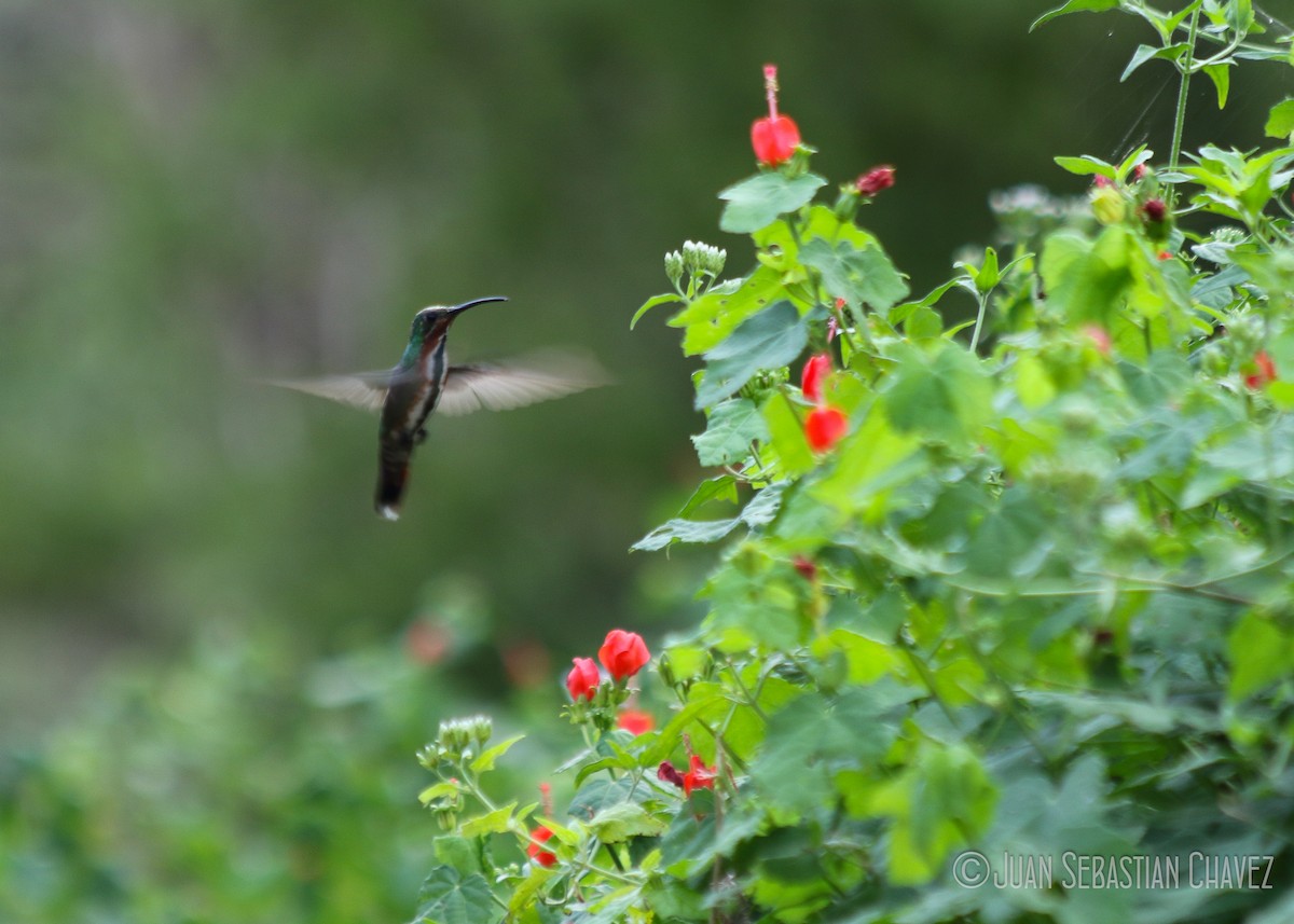 kolibřík lesklý - ML185056941