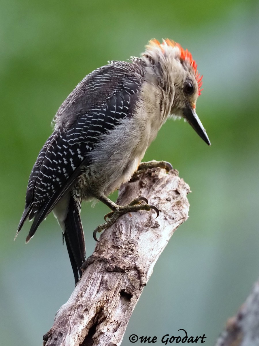 Golden-fronted Woodpecker - Mary Goodart