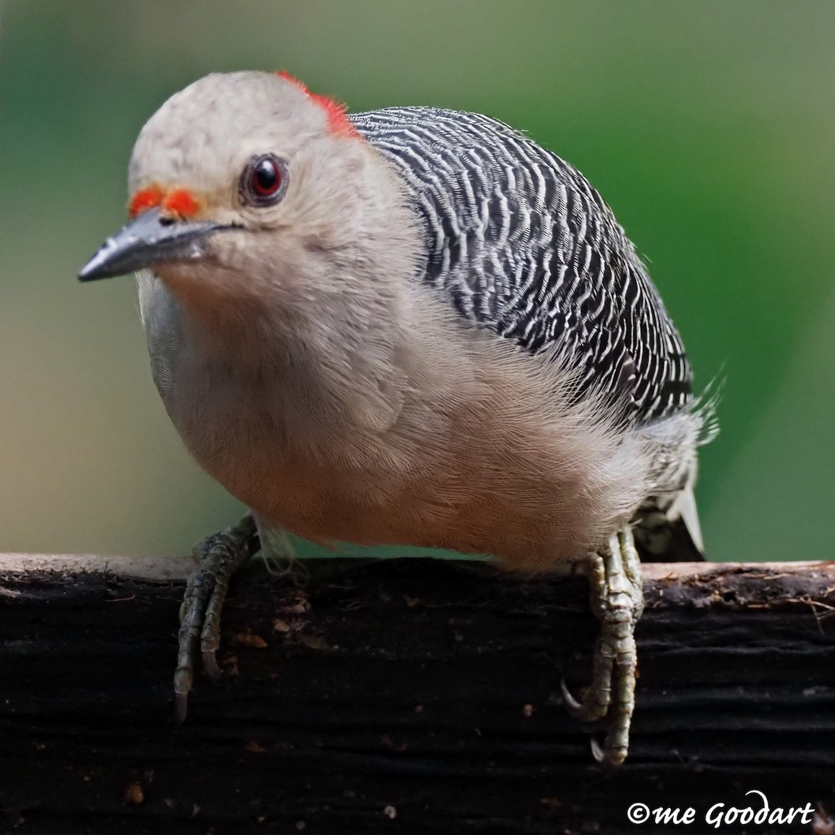 Golden-fronted Woodpecker - Mary Goodart