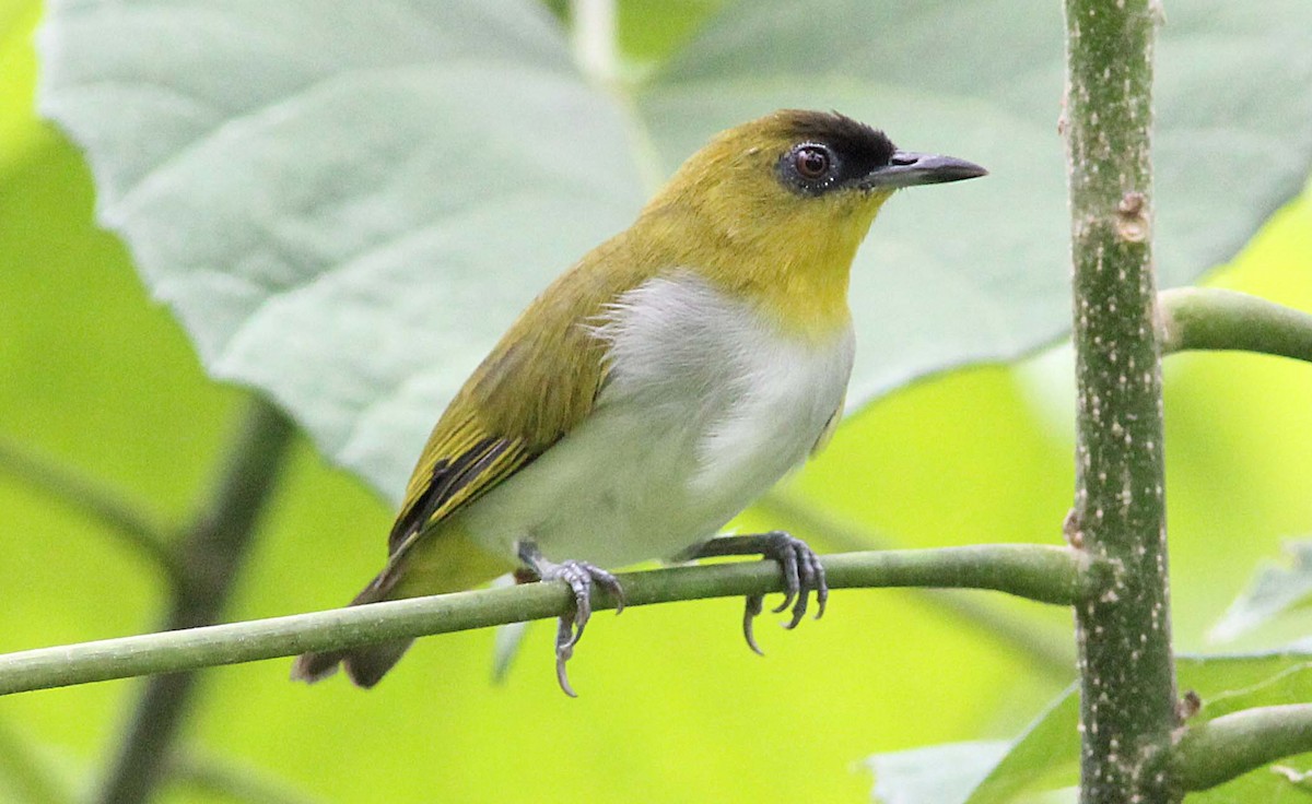 Togian White-eye - ML185059941