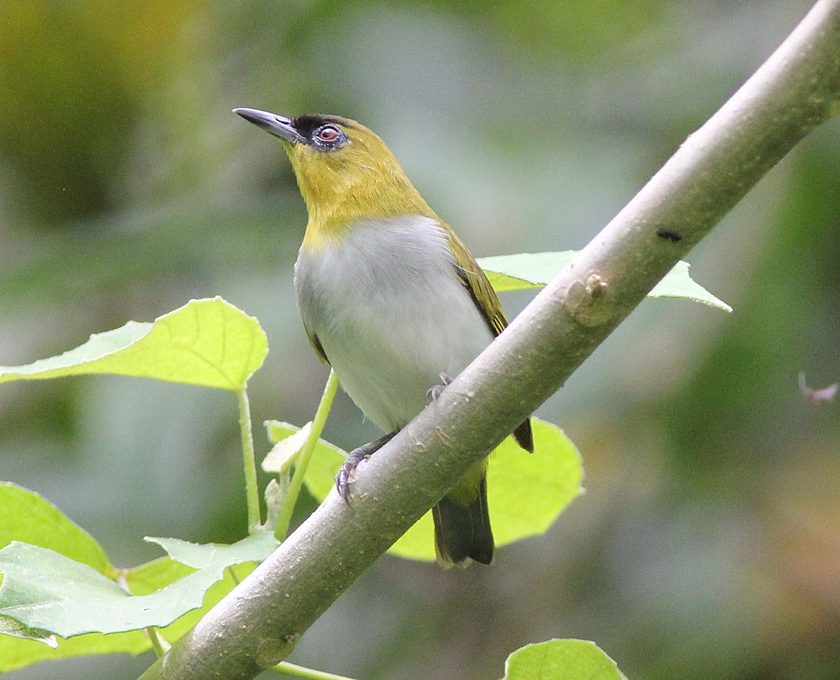 Togian White-eye - ML185059961