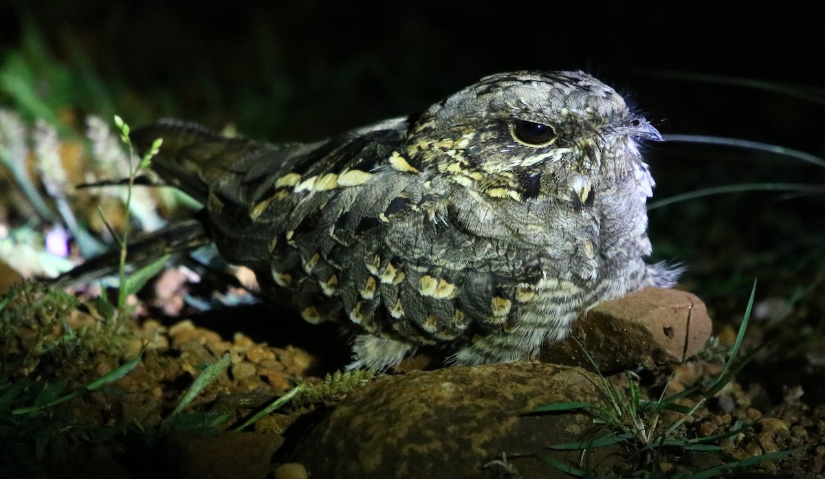 Chotacabras Hindú - ML185060481