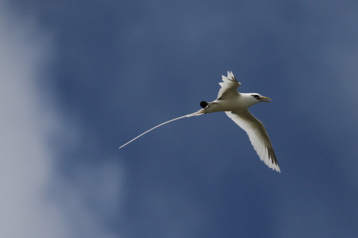 White-tailed Tropicbird - ML185060541
