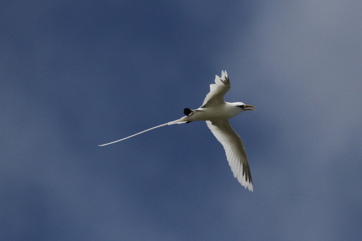 White-tailed Tropicbird - ML185060551