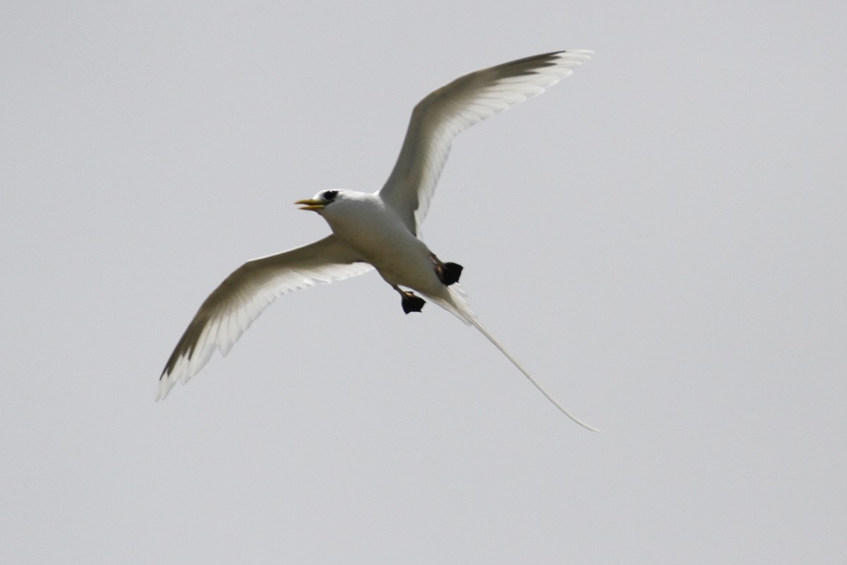 White-tailed Tropicbird - ML185060561