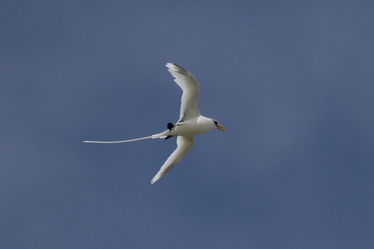 White-tailed Tropicbird - ML185060601