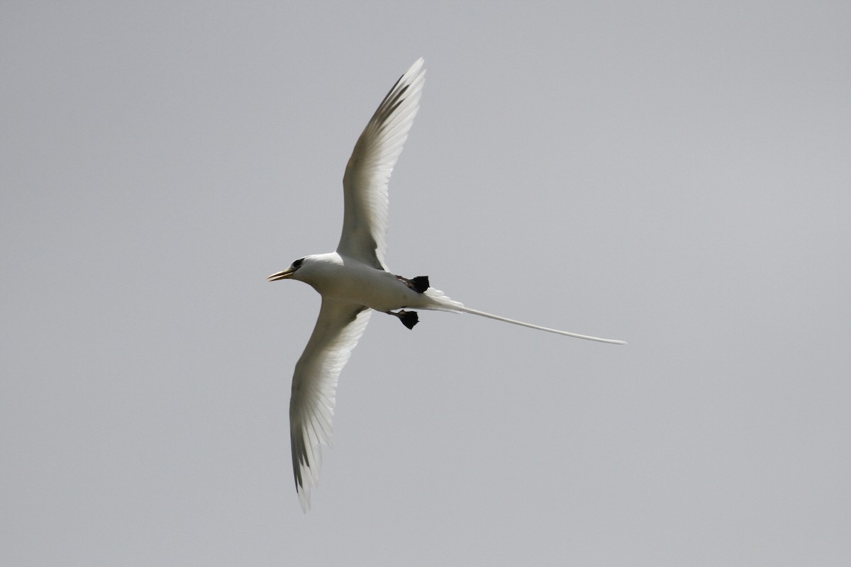 White-tailed Tropicbird - ML185060701