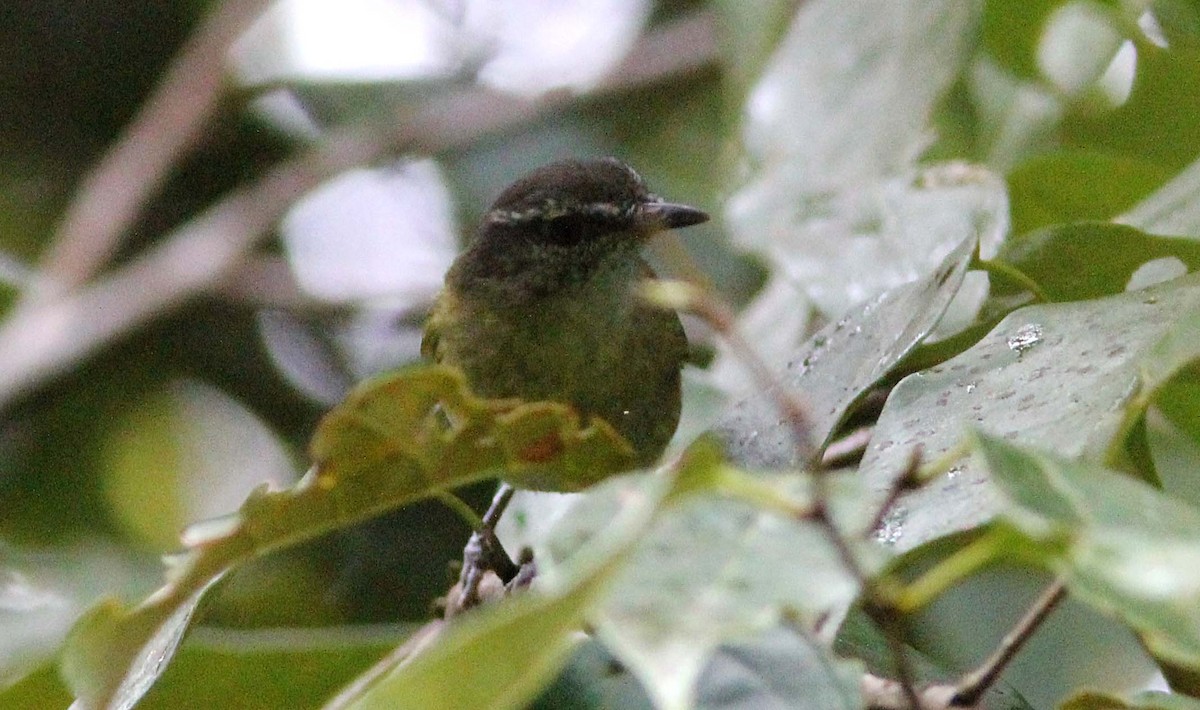 Island Leaf Warbler (Peleng) - ML185061611