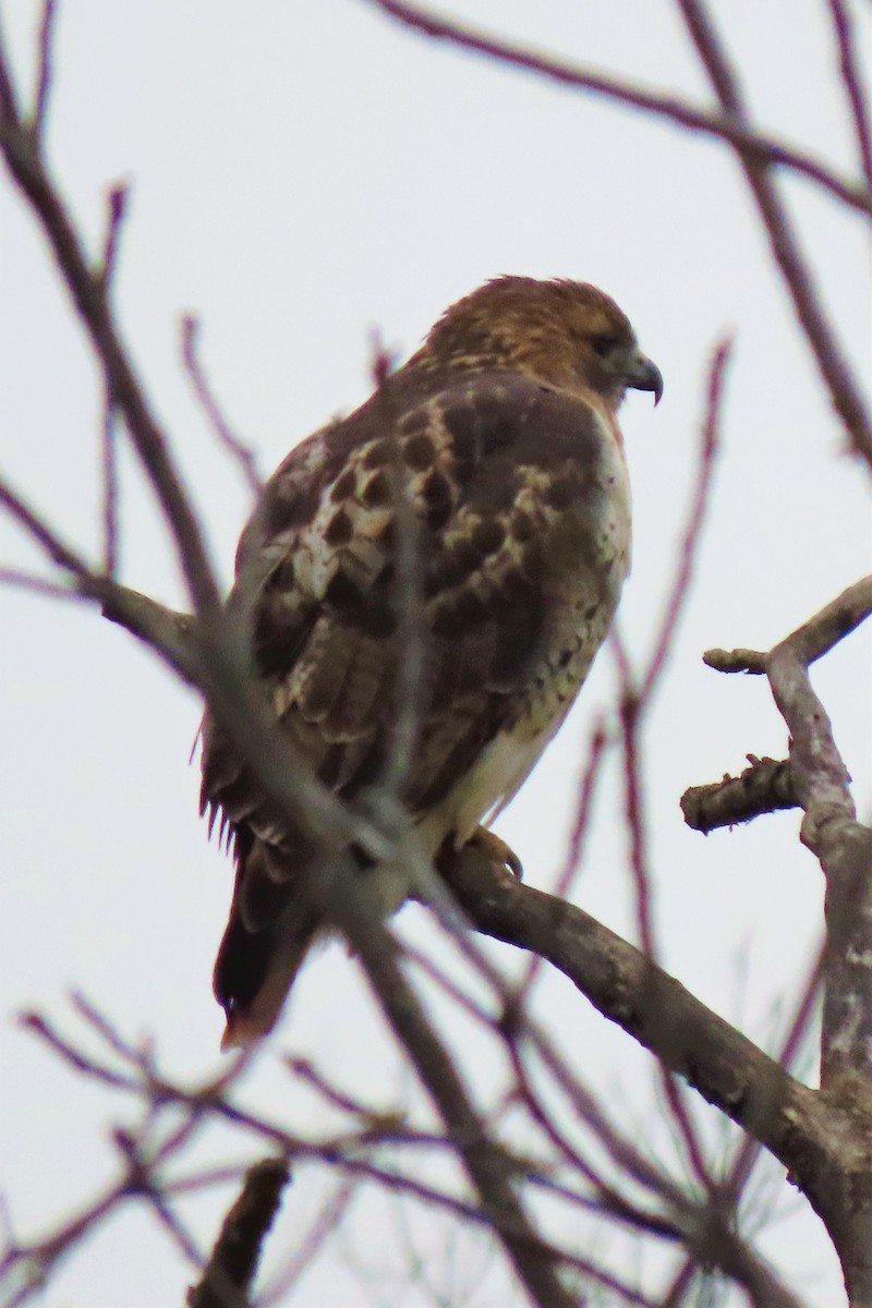 Rotschwanzbussard - ML185062221