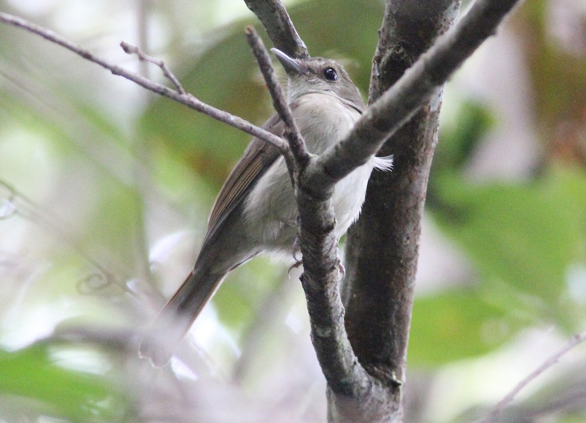 Banggai Jungle Flycatcher - ML185063151