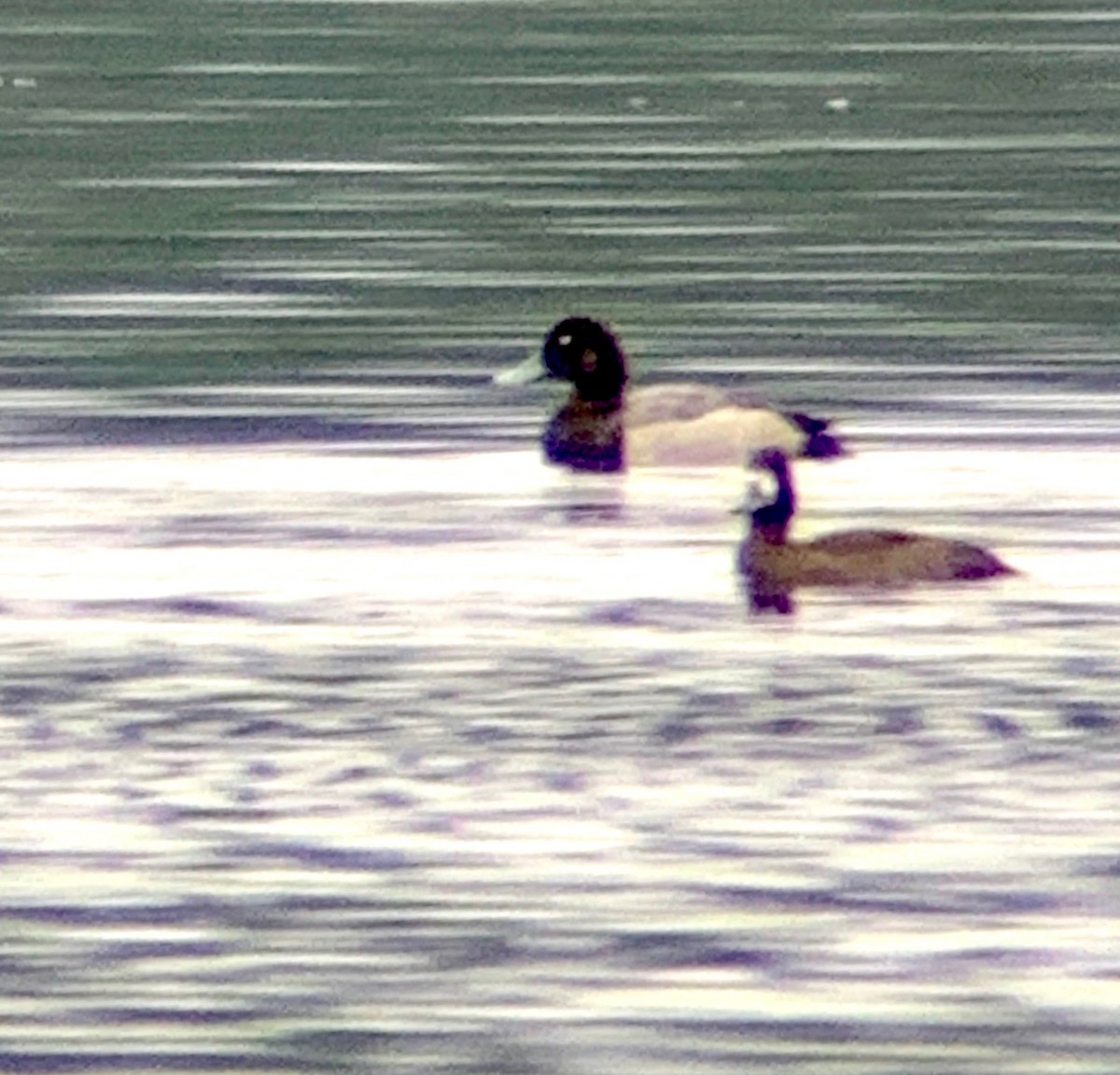 Lesser Scaup - ML185063611