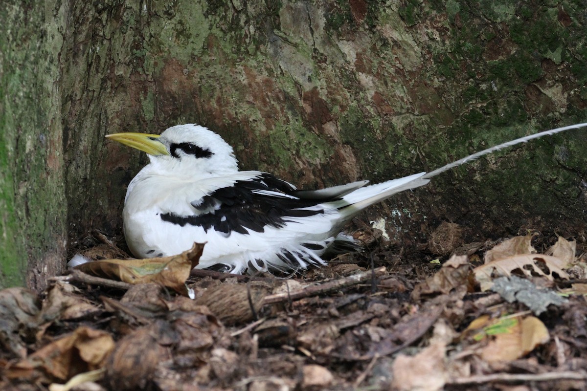 White-tailed Tropicbird - Oscar Campbell