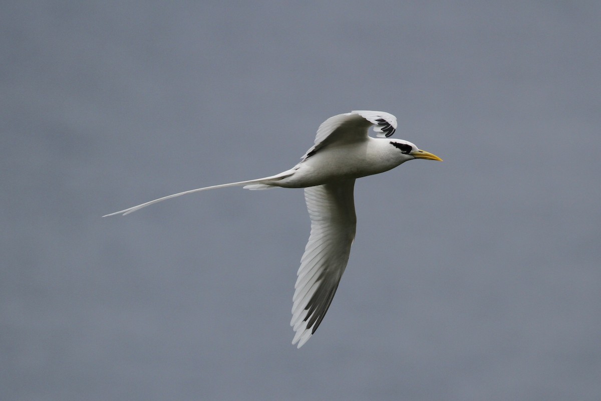 White-tailed Tropicbird - ML185065341