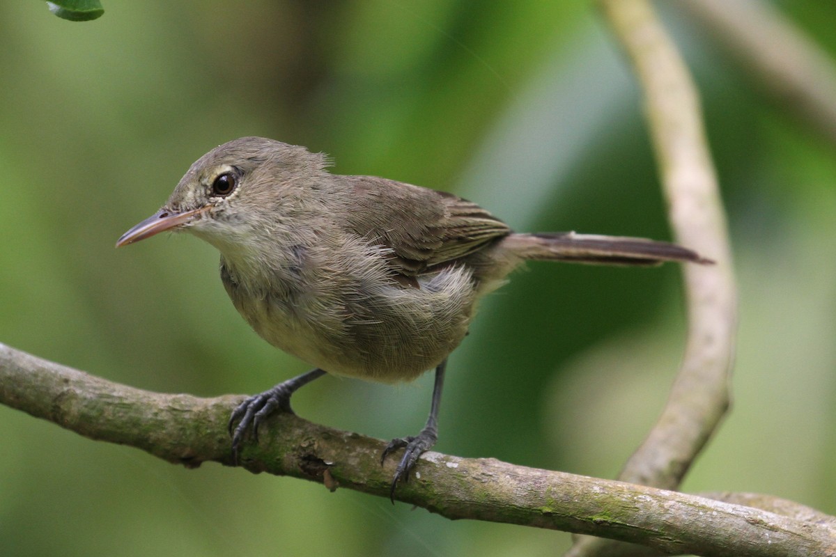 Seychelles Warbler - Oscar Campbell