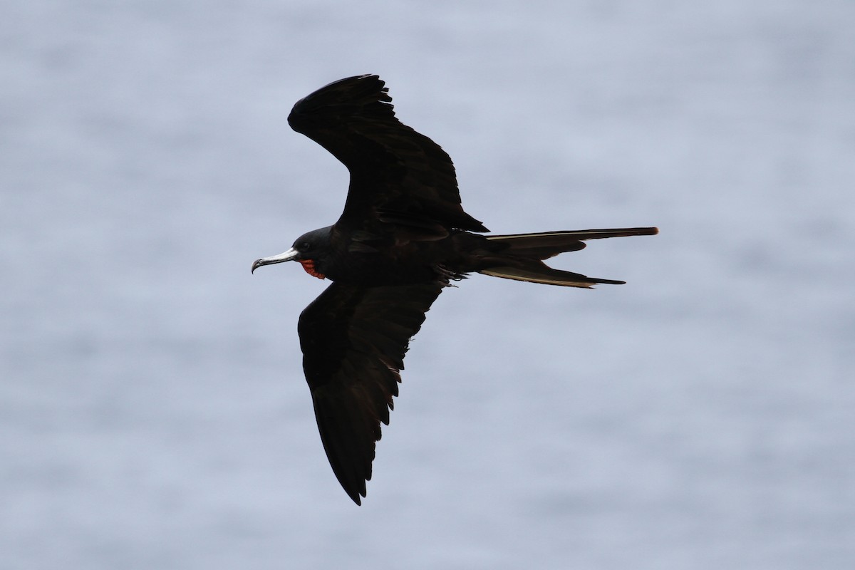 Great Frigatebird - ML185065521