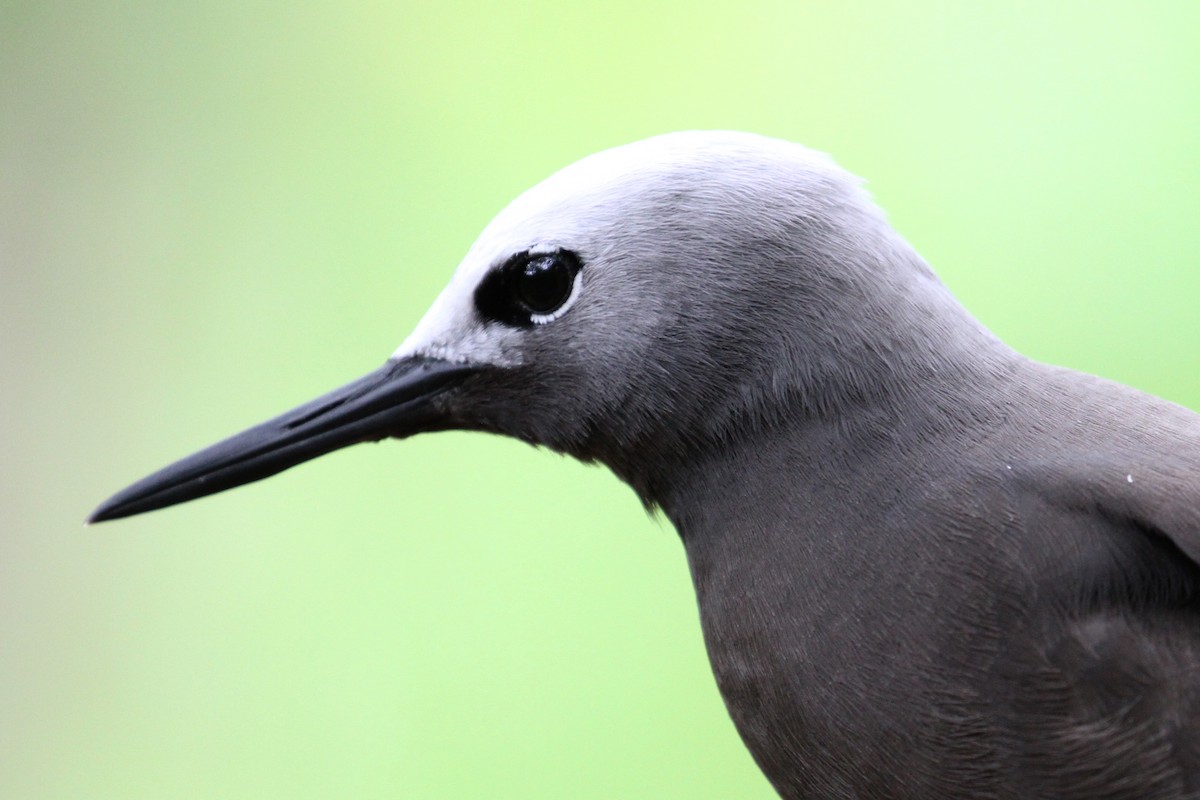 Lesser Noddy - ML185065891