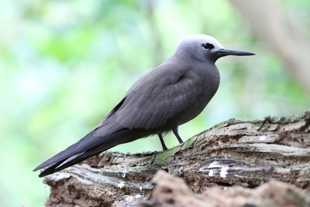 Lesser Noddy - Oscar Campbell