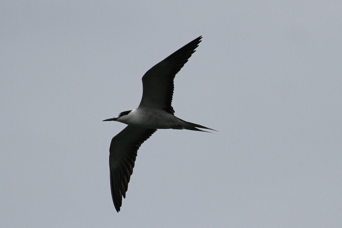 Sooty Tern - ML185066001