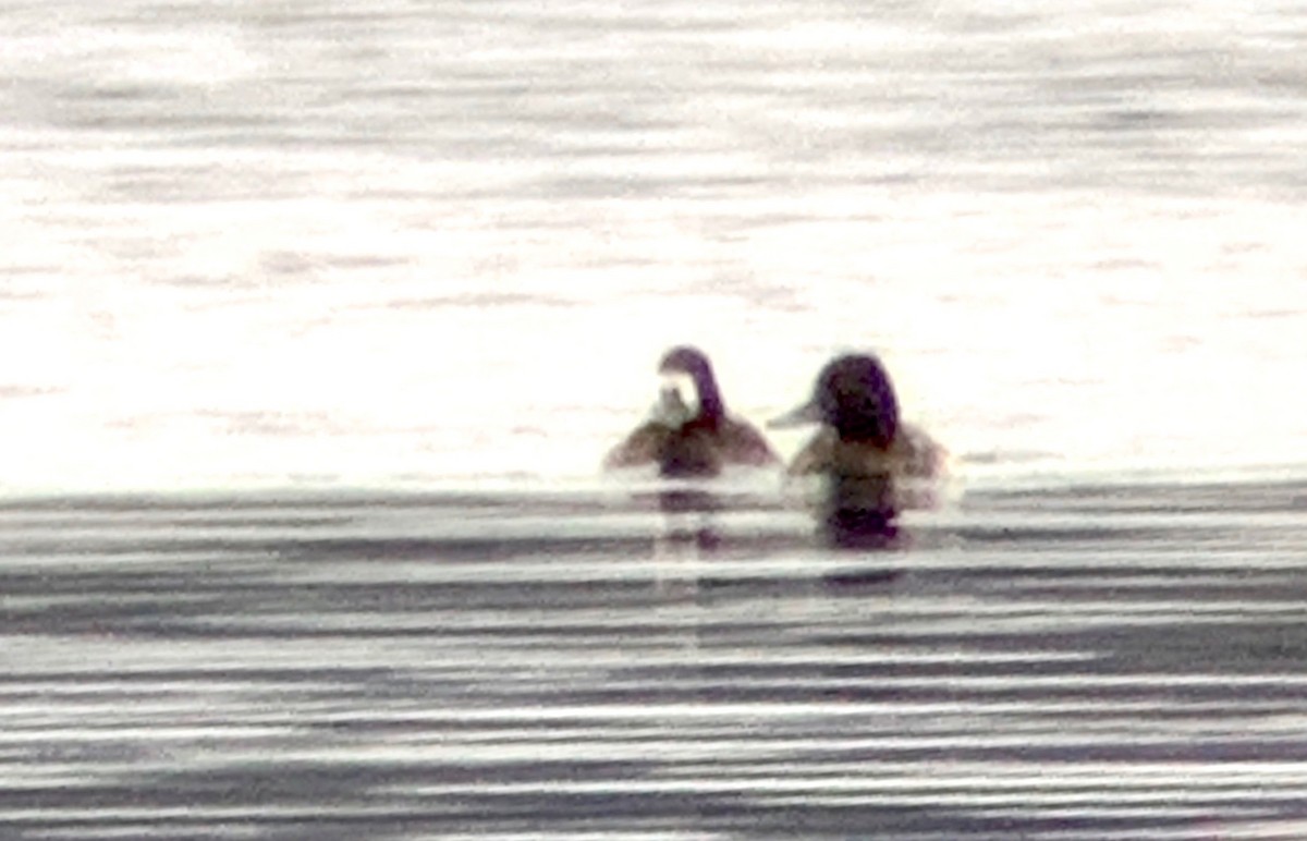 Lesser Scaup - ML185066371