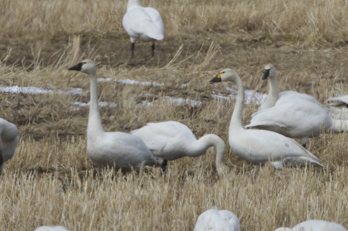 Tundra Swan (Whistling x Bewick's) - ML185066861