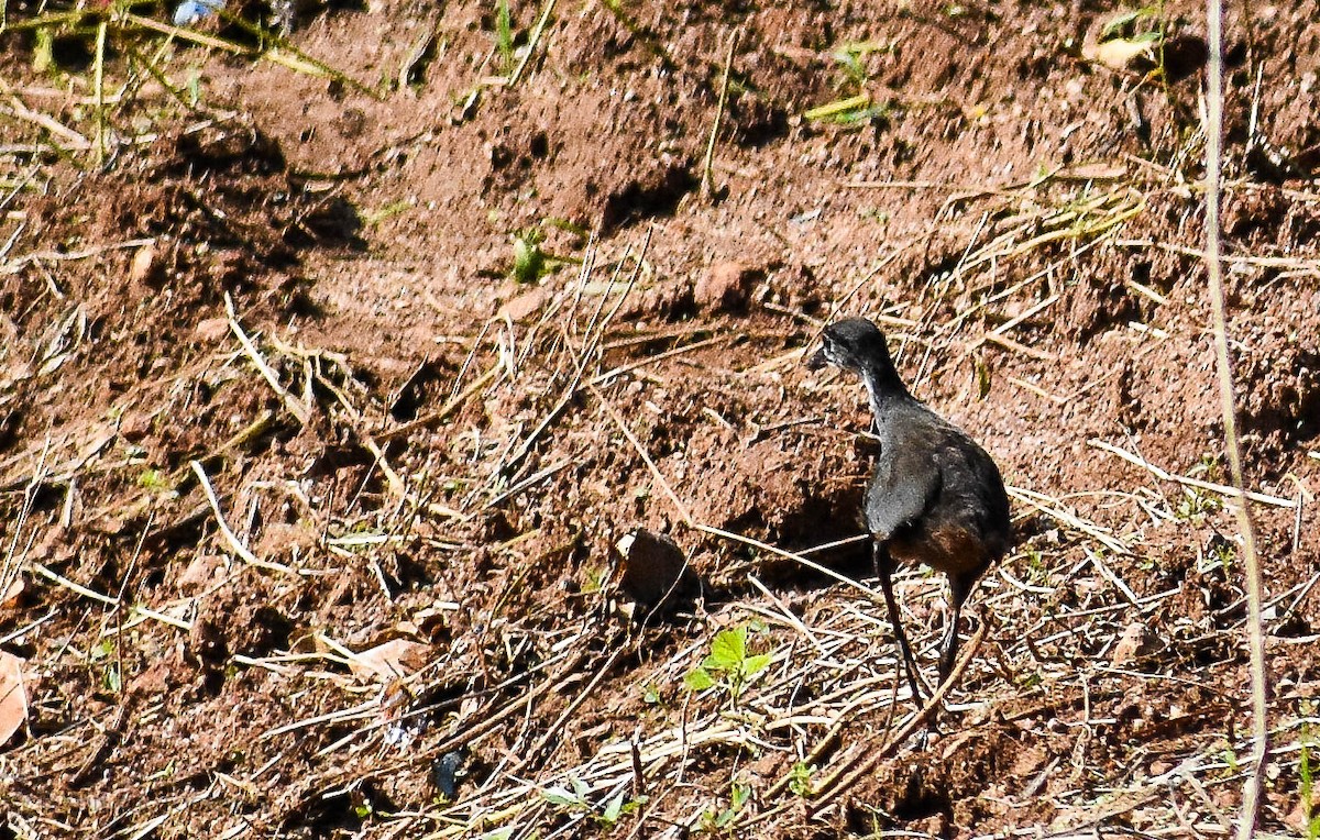 White-breasted Waterhen - ML185069551