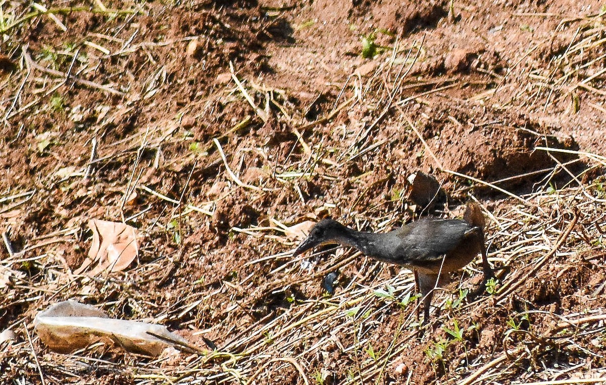 White-breasted Waterhen - ML185069601